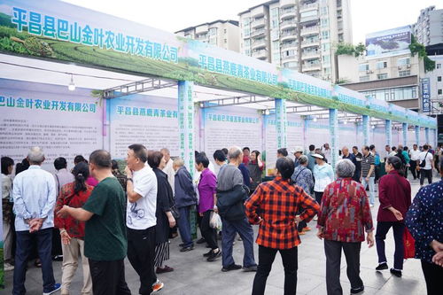 平昌县第二届国际茶日青芽茶杯手工制茶主题活动暨平昌名优特产品营销活动今日启幕